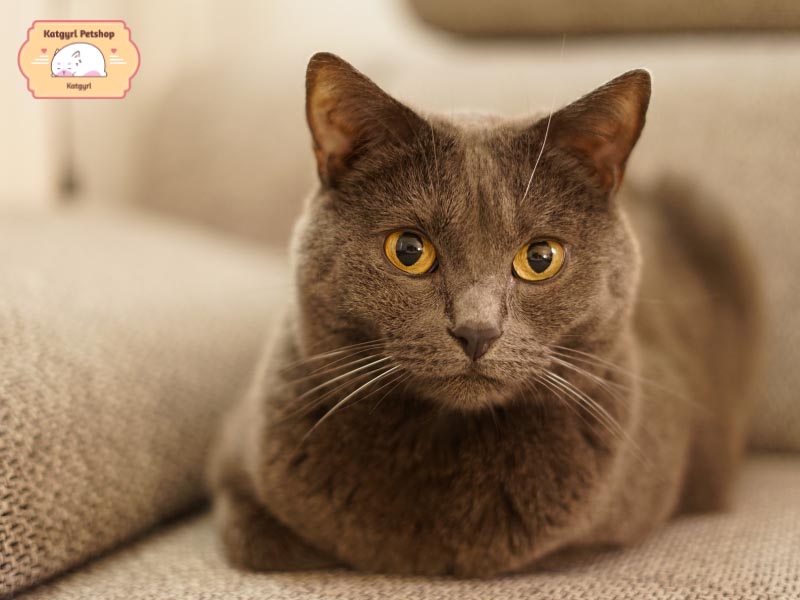 Mèo Chartreux Pháp được mệnh danh là tay bắt chuột cừ khôi