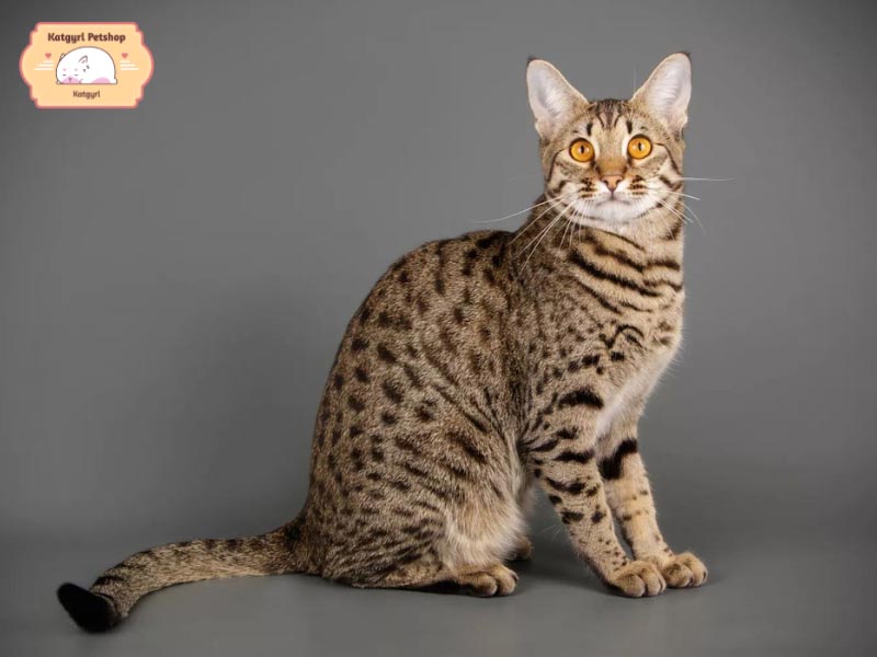 Mèo Cheetoh tuy là giống mèo rừng cao lớn nhưng lại cực kỳ gần gũi với con người