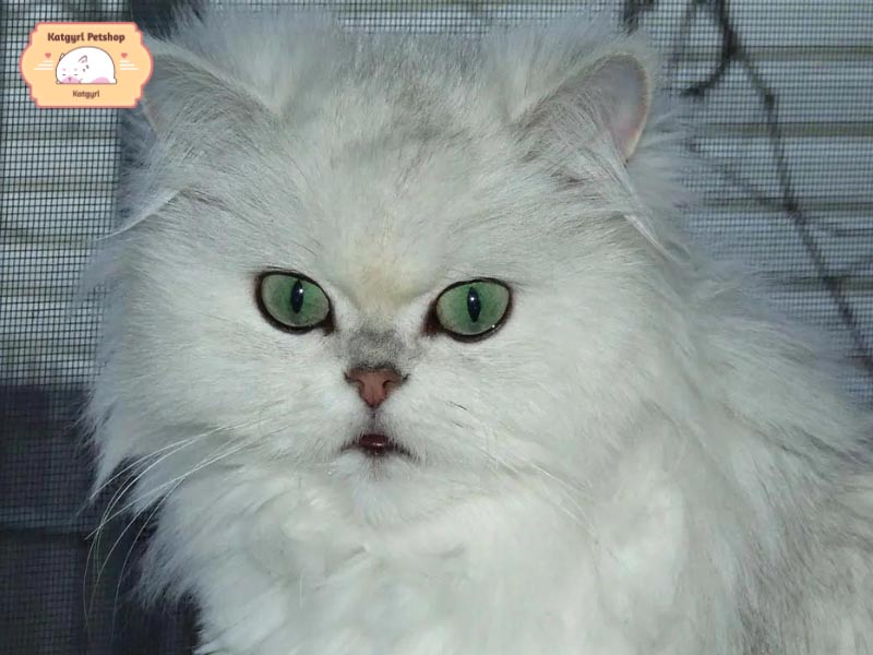 Mèo Chinchilla là giống mèo có nguồn gốc từ Anh, ra đời từ những năm 1882