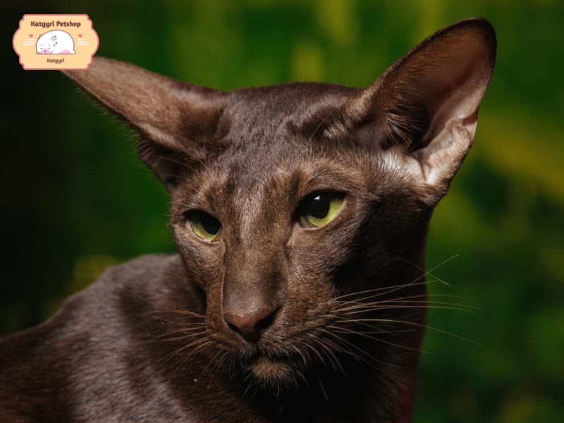 Mèo Havana Brown - một chú mèo cực kỳ thông minh và quấn chủ