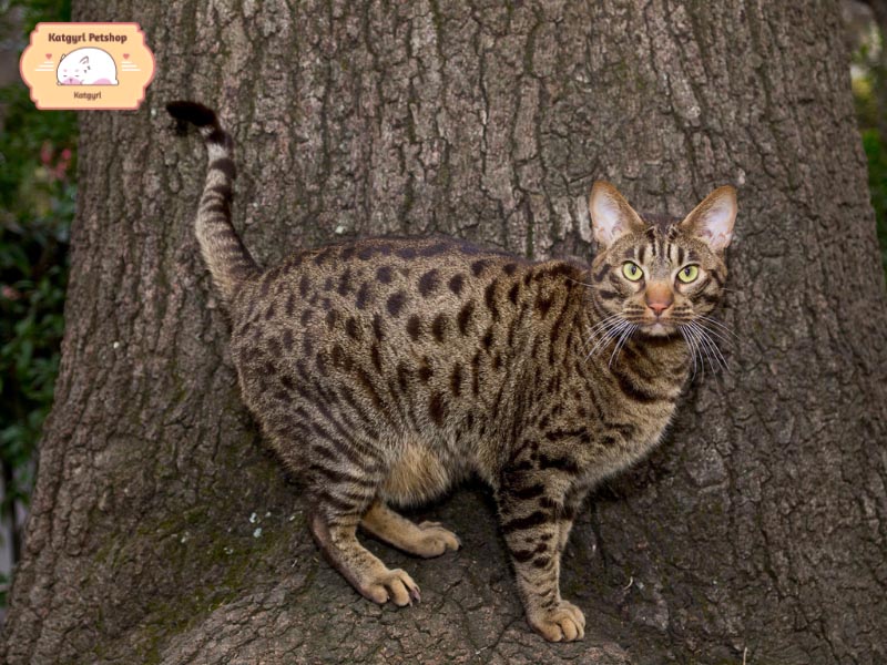 Mèo Ocicat là giống mèo nhà năng động nhưng cực kỳ dễ bảo