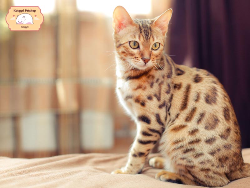 Mèo Serengeti có tính cách hướng ngoại và dễ làm thân