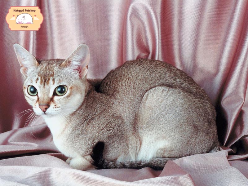 Mèo Singapura nhỏ nhưng có võ