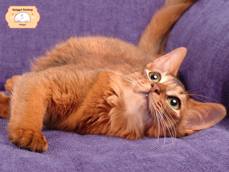 Mèo Somali được gọi yêu là “mèo cáo” với tính cá thể và sở hữu cao