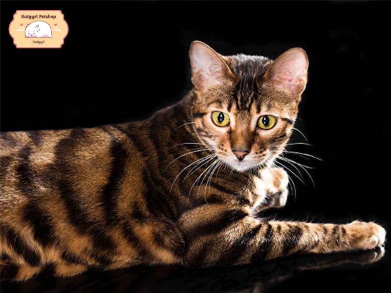 Mèo Toyger dũng mãnh như một “tiểu hổ” nhưng lại cực kỳ thích được yêu thương
