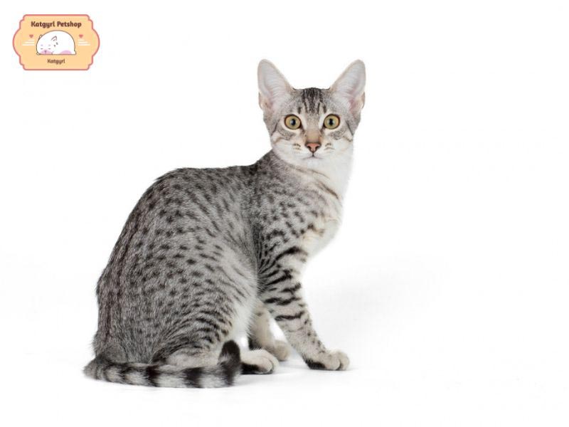 Mèo Mau Ai Cập là một giống mèo quý hiếm có giá thành rất đắt đỏ 