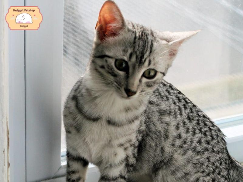 Mèo Mau được yêu thích nhờ vẻ ngoài xinh xắn và bộ lông đẹp