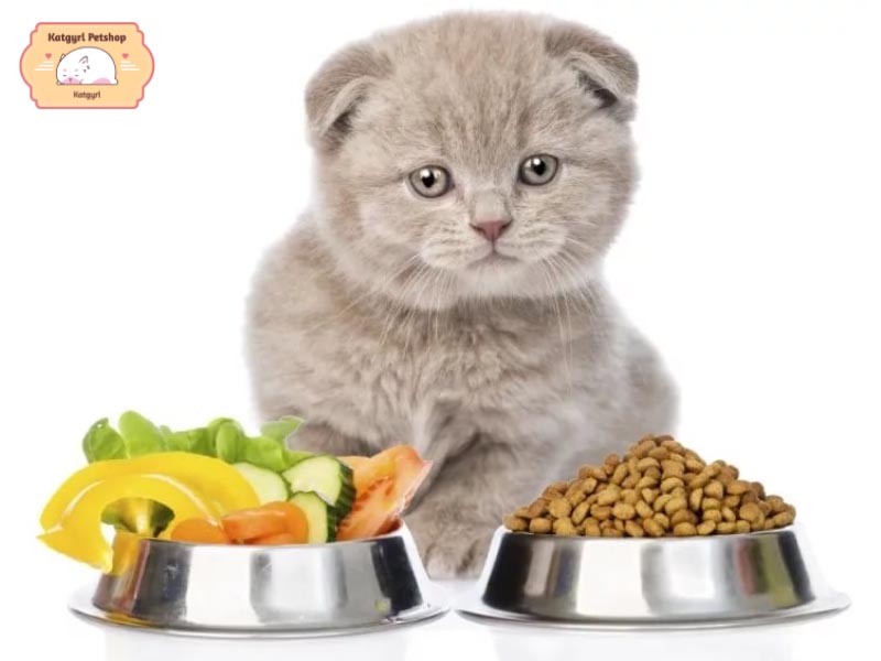 Mèo anh lông dài 2 tháng tuổi nên ăn gì để đảm bảo chất dinh dưỡng nhất