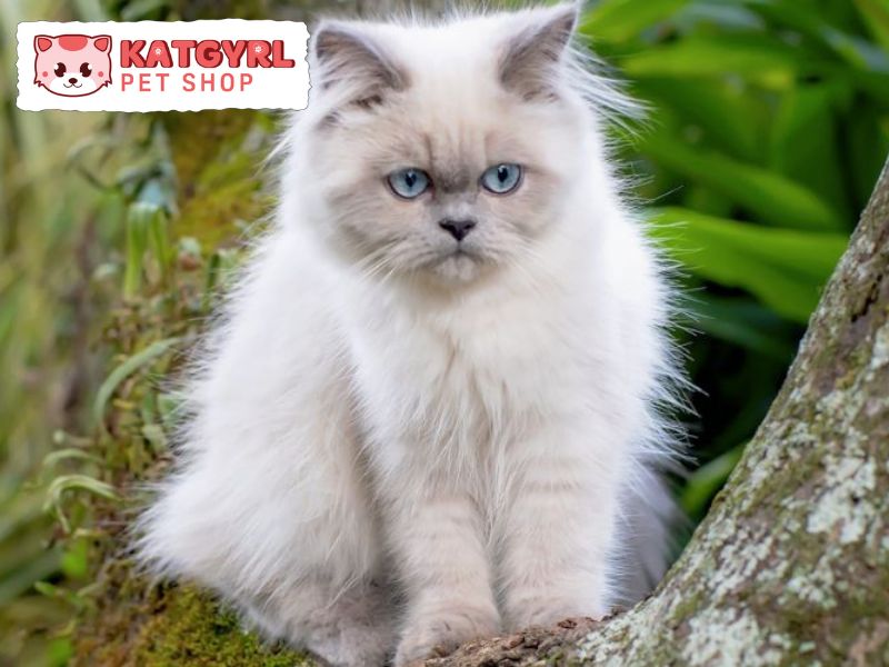mèo anh lông dài trắng mắt xanh hyma 