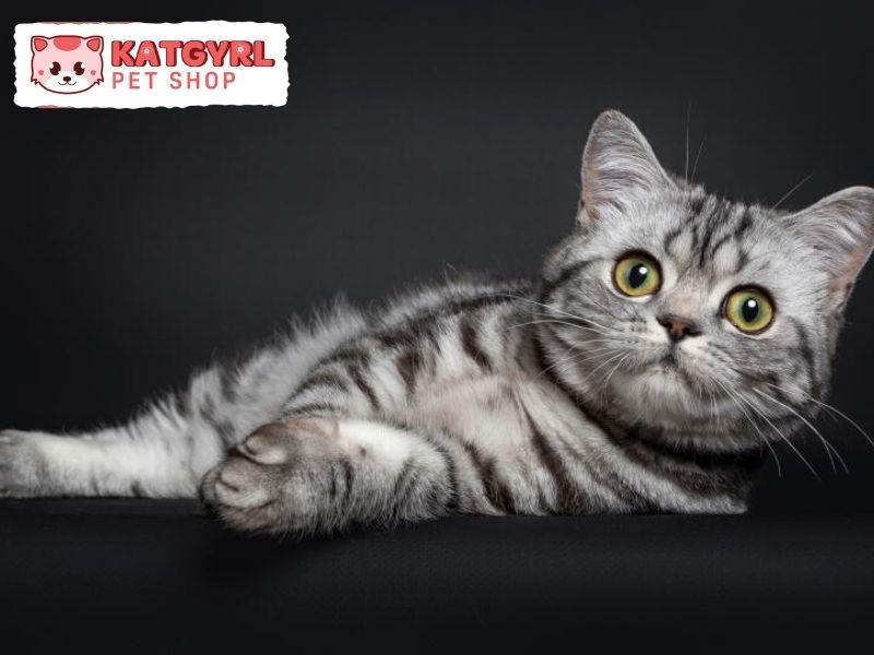 mèo silver tabby trông giống với mèo mướp việt nam