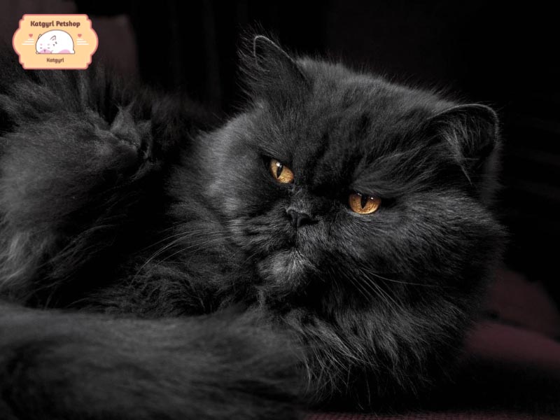 Mèo Ba Tư đen có nguồn gốc từ vùng Lưỡng Hà 