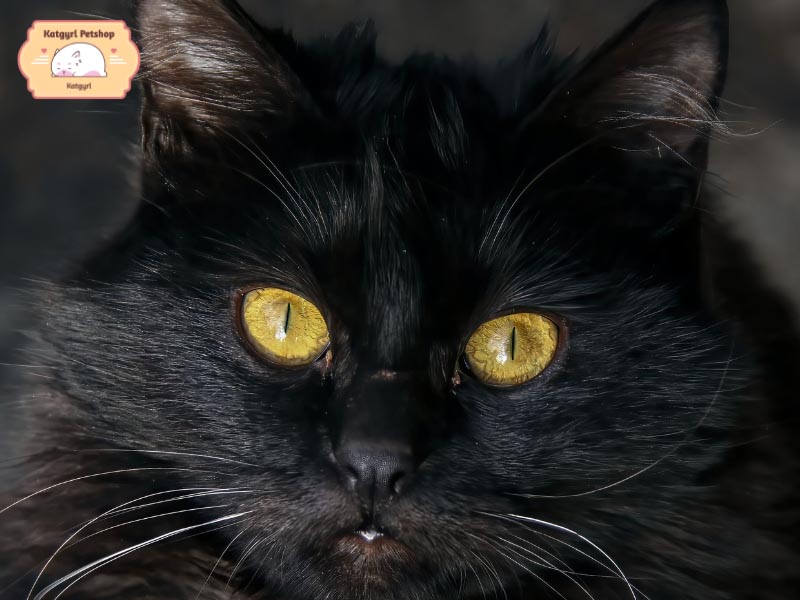 Nuôi mèo Ba Tư đen, bạn cần dành thời gian chăm chút bộ lông cho chúng