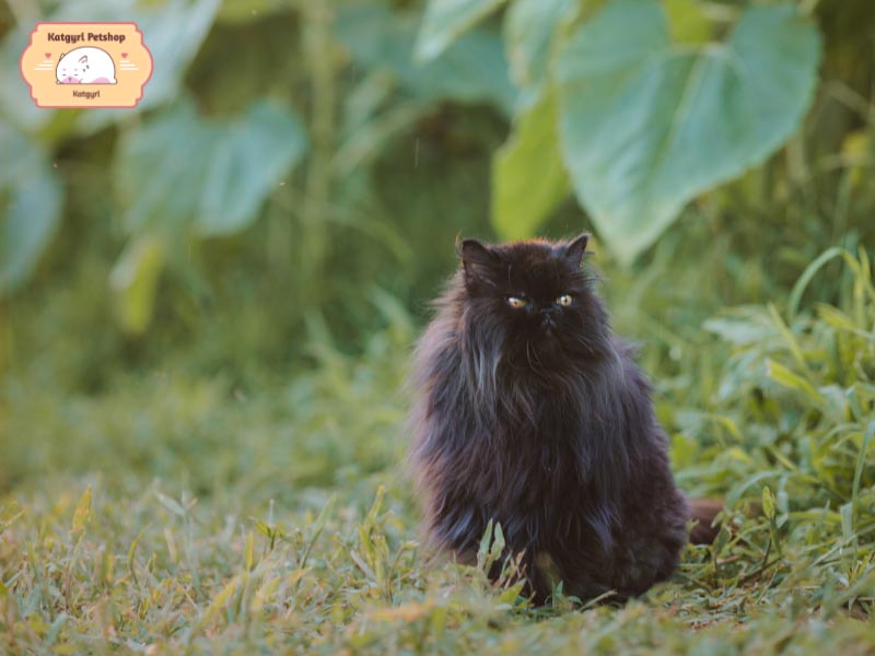 Khi ở ngoài trời lâu, lông mèo Ba Tư có thể biến đổi màu sắc