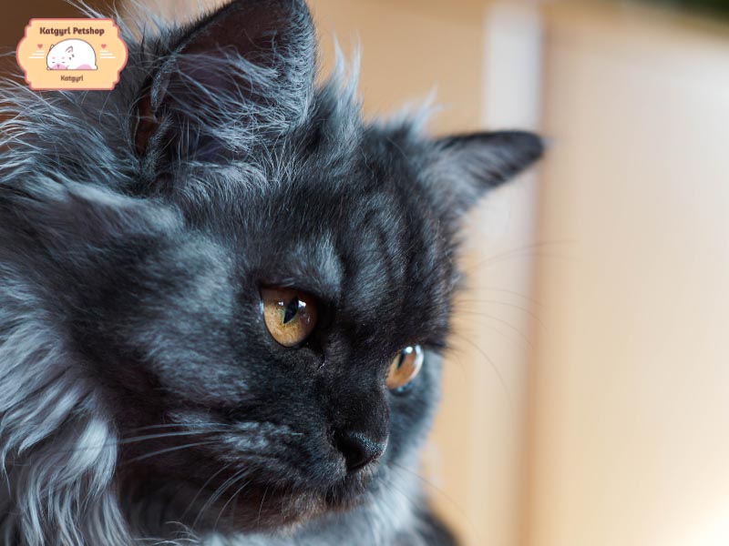 Những bé mèo Ba Tư đen sở hữu khuôn mặt tịt tròn trịa