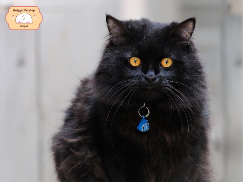 Mèo Ba Tư đen thường chỉ nặng 3 - 5 kg