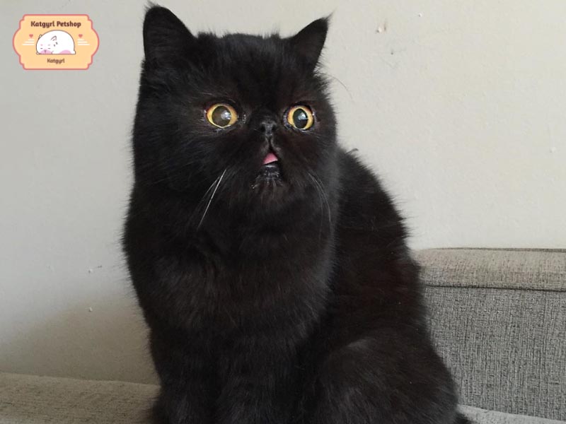 Mèo Ba Tư lông đen tỏa ra vẻ đẹp đầy thần thái, sang trọng