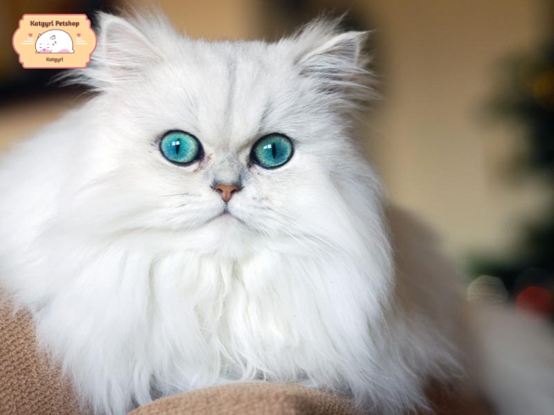 Mèo Ba Tư lông trắng sở hữu vẻ đẹp kiêu sa, quý phái