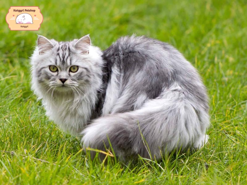 Mèo Ba Tư có mũi ngắn, mặt tịt