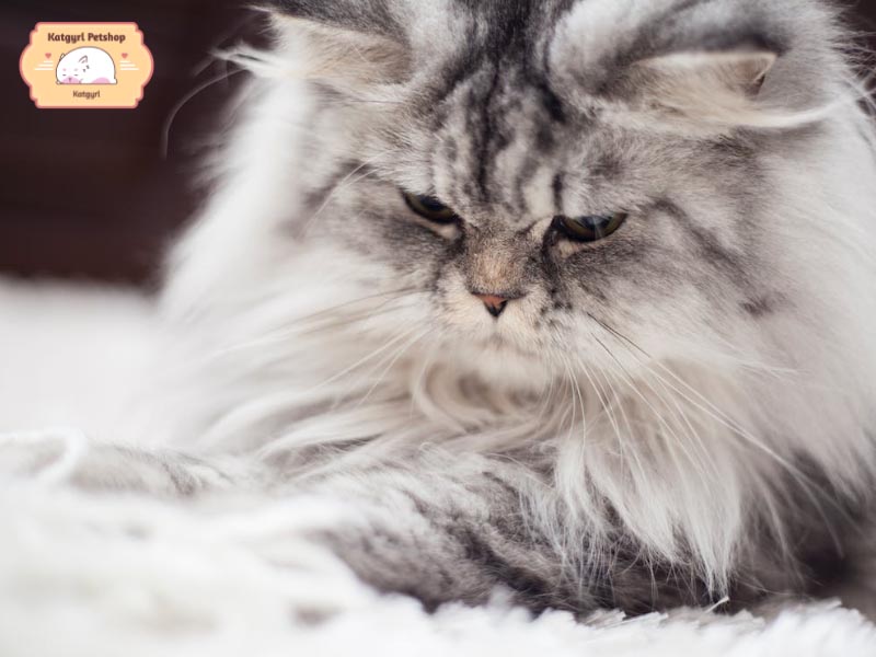 Mèo Ba Tư lông xám rất được ưa chuộng vào thế kỷ 19