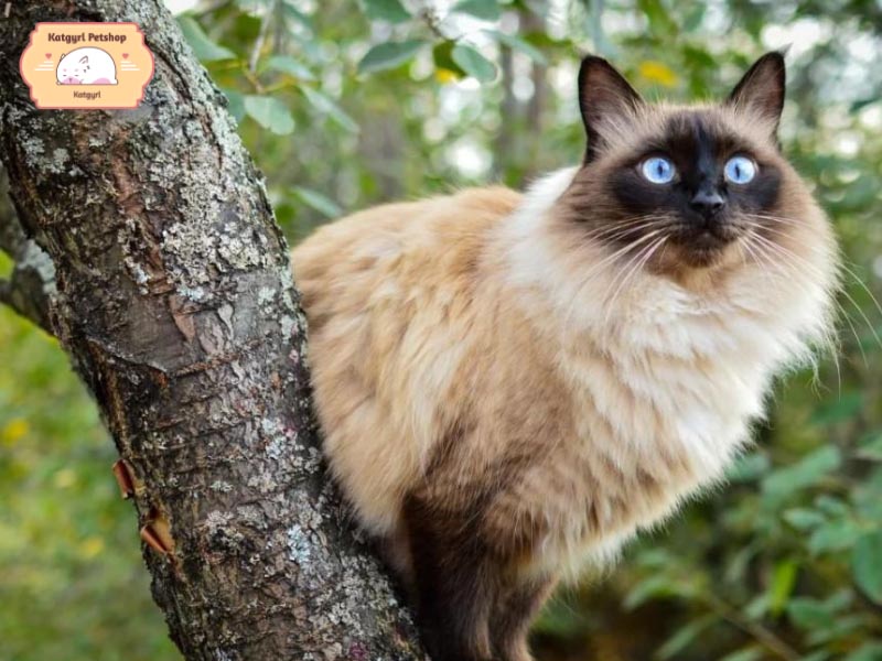 Ấn tượng với thân hình mảnh khảnh và đôi mắt xanh hút hồn của mèo Bali
