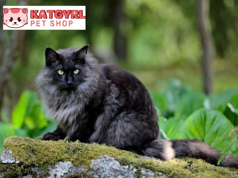 giống mèo đen sống trong rừng của nauy 