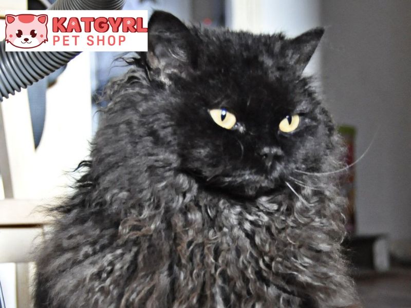 cac giong meo den selkirk rex
