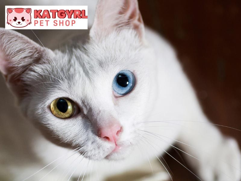 mèo lông trắng mắt 2 màu
