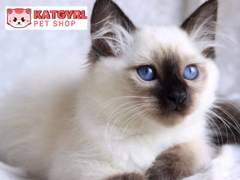 mèo trắng mắt xanh