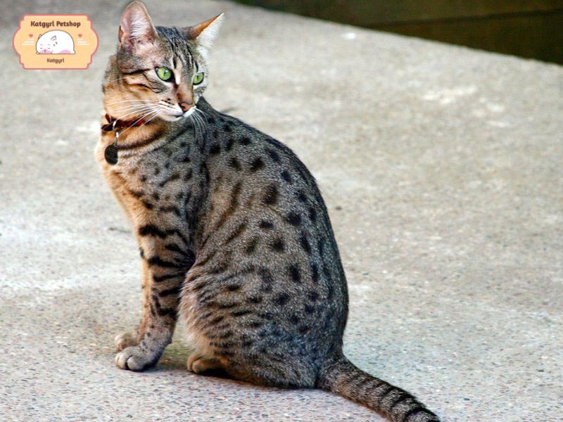 Mèo Mau cùng vô cùng thông minh và biết cách “săn mồi” 