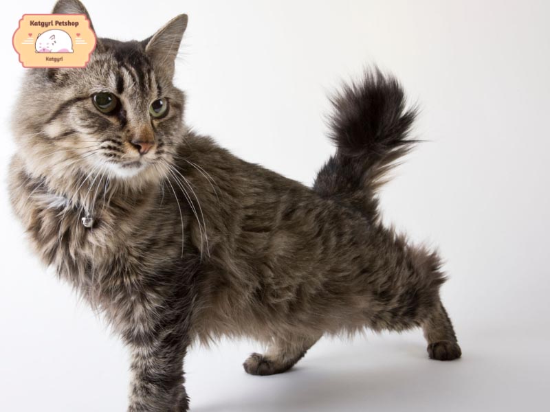 Mèo Mỹ đuôi cộc với những sọc vằn vện đặc trưng trên cơ thể