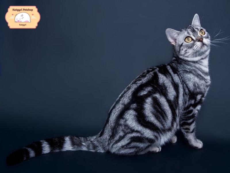 Bộ lông của Mèo Mỹ lông ngắn vô cùng mượt và mềm mại