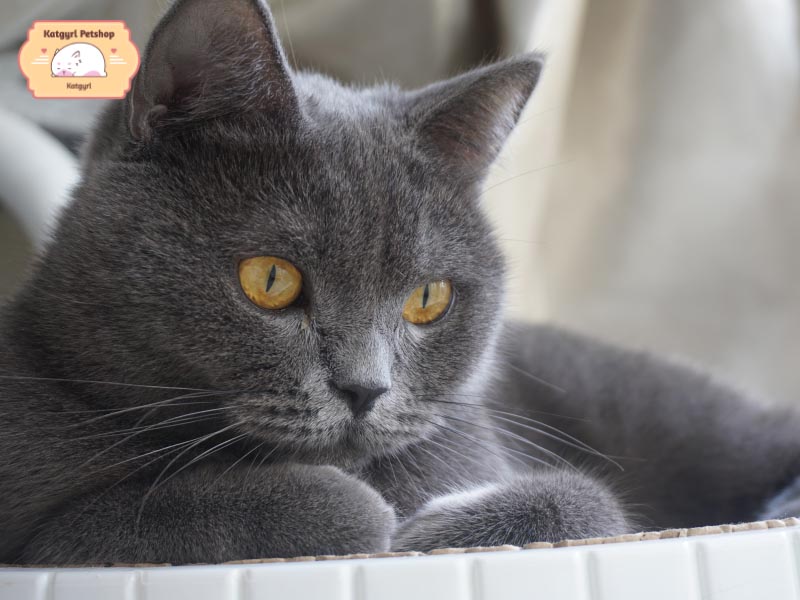 Mèo Mỹ lông ngắn có thân hình mũm mĩm đáng yêu