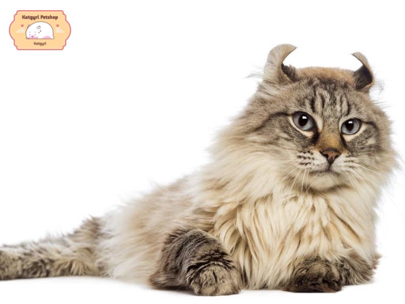 Đôi tai xoắn nhỏ xinh, chiếc mũi cao thẳng và cằm nhọn tạo nên vẻ dễ thương cho chú mèo Mỹ tai xoắn
