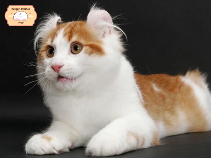 Mèo Mỹ tai xoắn được yêu thích bởi đôi tai xoắn y hệt như hai vỏ sò trên đỉnh đầu