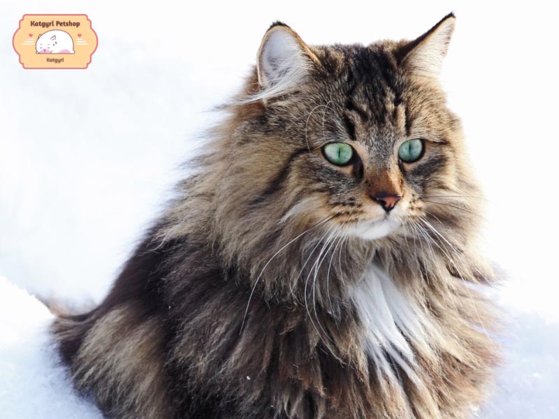 Mèo rừng Na Uy với bộ lông rậm rạp giúp bảo vệ chúng khỏi thời tiết khắc nghiệt