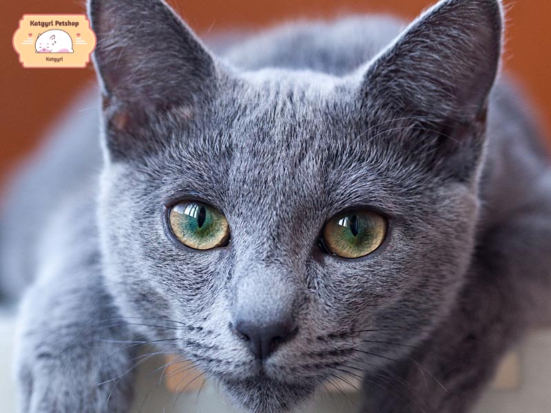 Mèo Nga mắt xanh nổi bật với màu mắt kỳ bí không thể lẫn đi đâu được