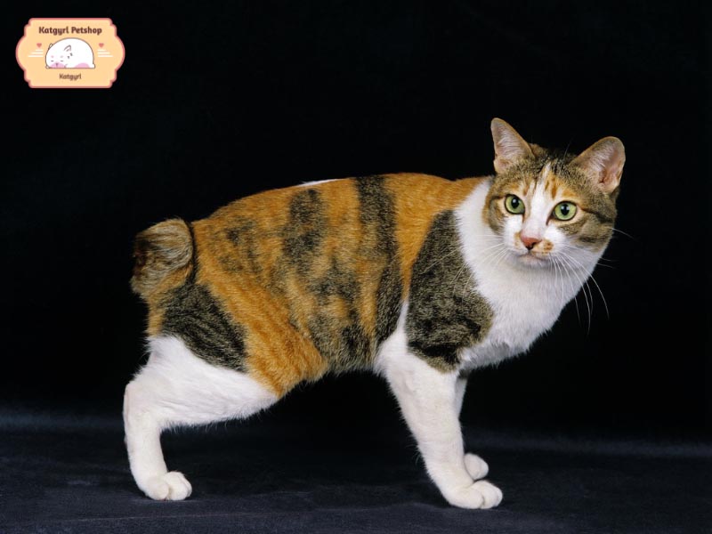 Mèo Nhật đuôi cộc được nuôi rất nhiều ở những gia đình Nhật Bản bởi bản tính nghe lời và ngoan ngoãn của chúng