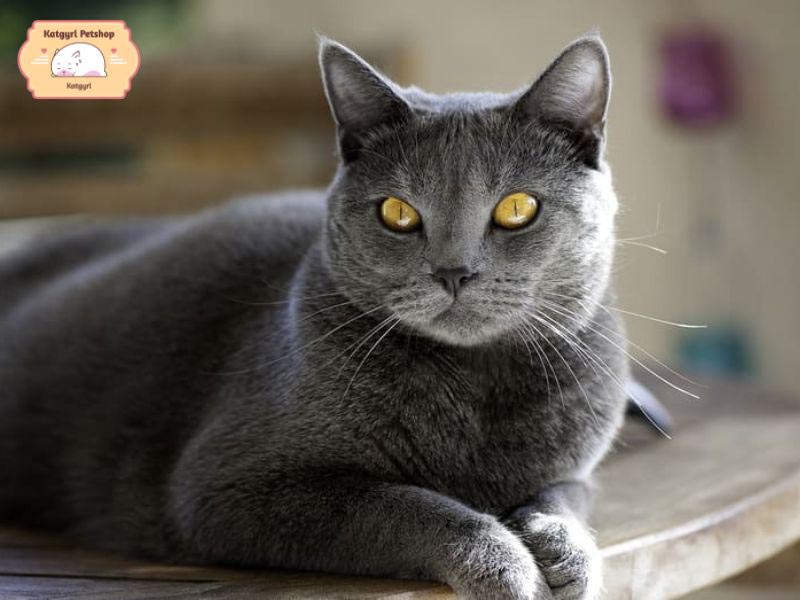 Giống mèo Pháp có bộ lông dày màu xám sang chảnh