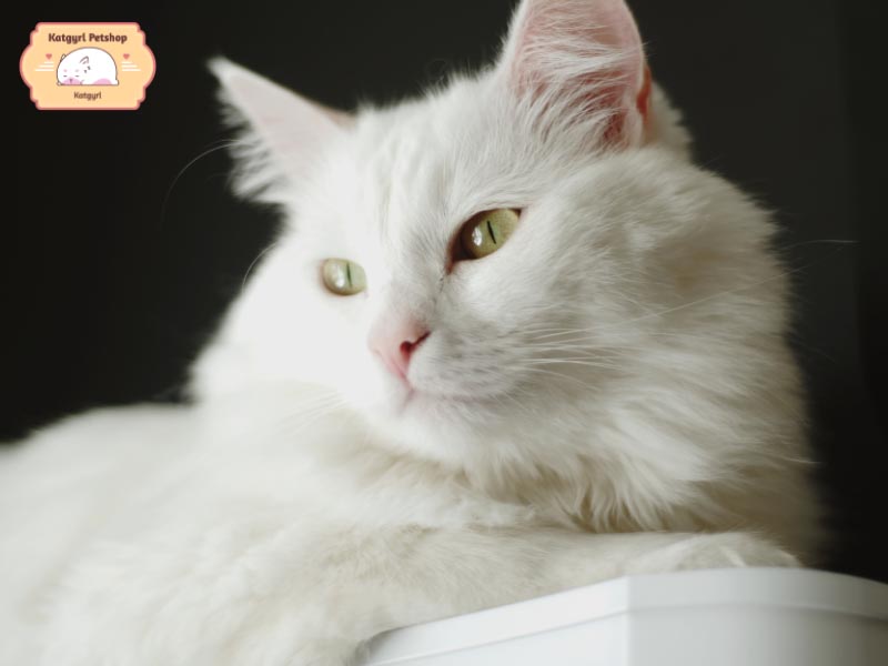 Mèo Thổ Nhĩ Kỳ Angora thường có đôi mắt xếch đặc trưng cùng bộ lông trắng muốt