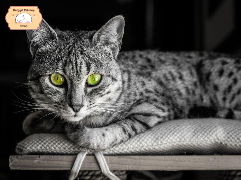 Mèo Mau nặng từ 4 - 6 kg, có ngoại hình săn chắc và linh hoạt