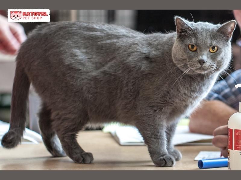 Đặc điểm về ngoại hình mèo Pháp Chartreux