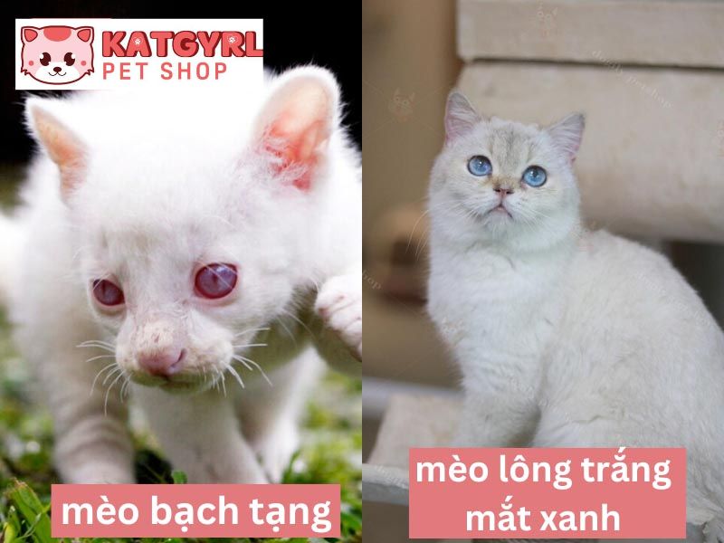phân biệt giống mèo lông trắng mắt xanh