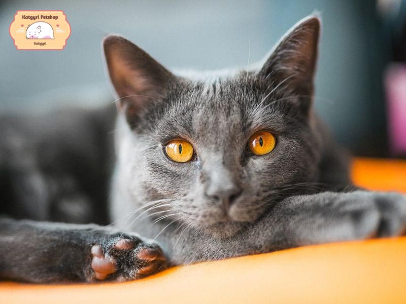 Giống mèo Pháp Chartreux có tính cách hiền lành và trầm lặng