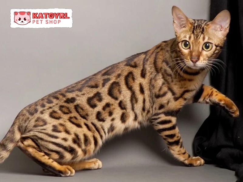 Ashera là loài mèo thuộc sử hữu độc quyền của công ty LifeStyle Pet.