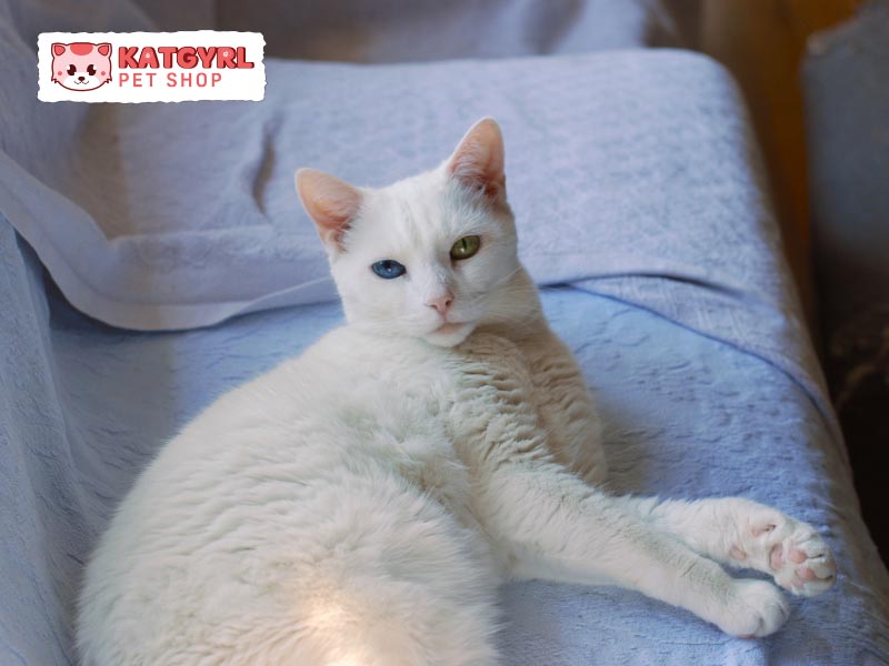 Điểm đặc trưng nổi bật nhất của mèo Khao Manee là đôi mắt hai màu