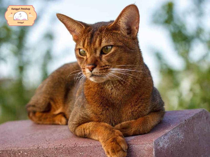 Giống mèo Abyssinian có tính cách khá bướng bỉnh nhưng rất nhanh nhẹn, hòa đồng