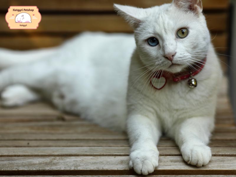 Giống mèo Khao Manee với đôi mắt hai màu tượng trưng cho sự may mắn, phú quý.