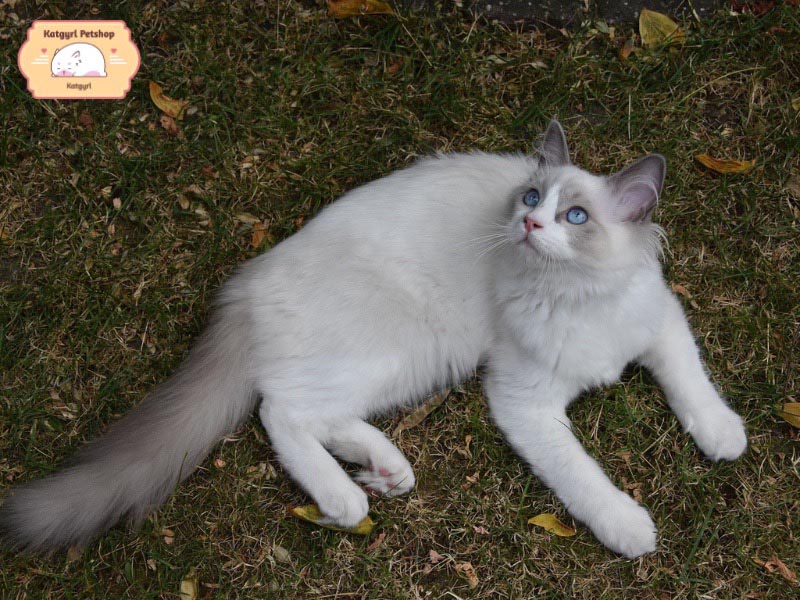 Giống mèo Ragdoll là giống mèo có ngoại hình và tính cách dễ thương và điềm đạm, ít đùa giỡn.
