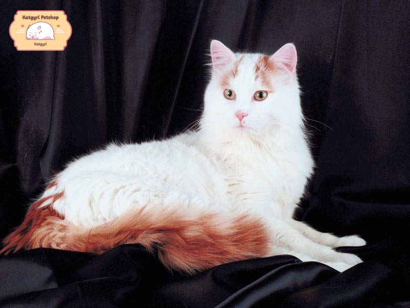 Giống mèo Van Thổ Nhĩ Kỳ rất thích hợp nuôi ở những vùng ven biển bởi chúng rất thích nước và bơi giỏi.
