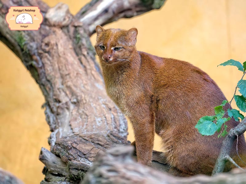 Giống mèo cây châu Mỹ có tính cách linh hoạt và săn bắt mồi cực kỳ điêu luyện.